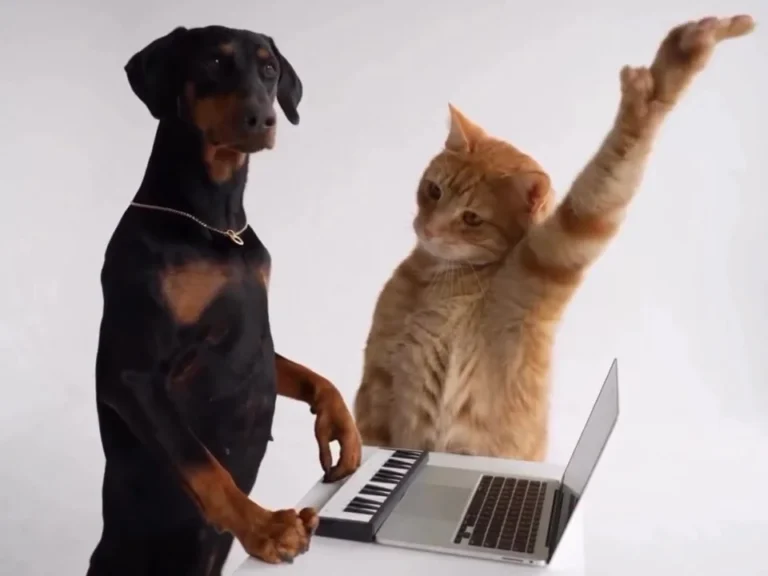 Dog at a small keyboard on the left and orange cat beside a laptop on the right against a white wall