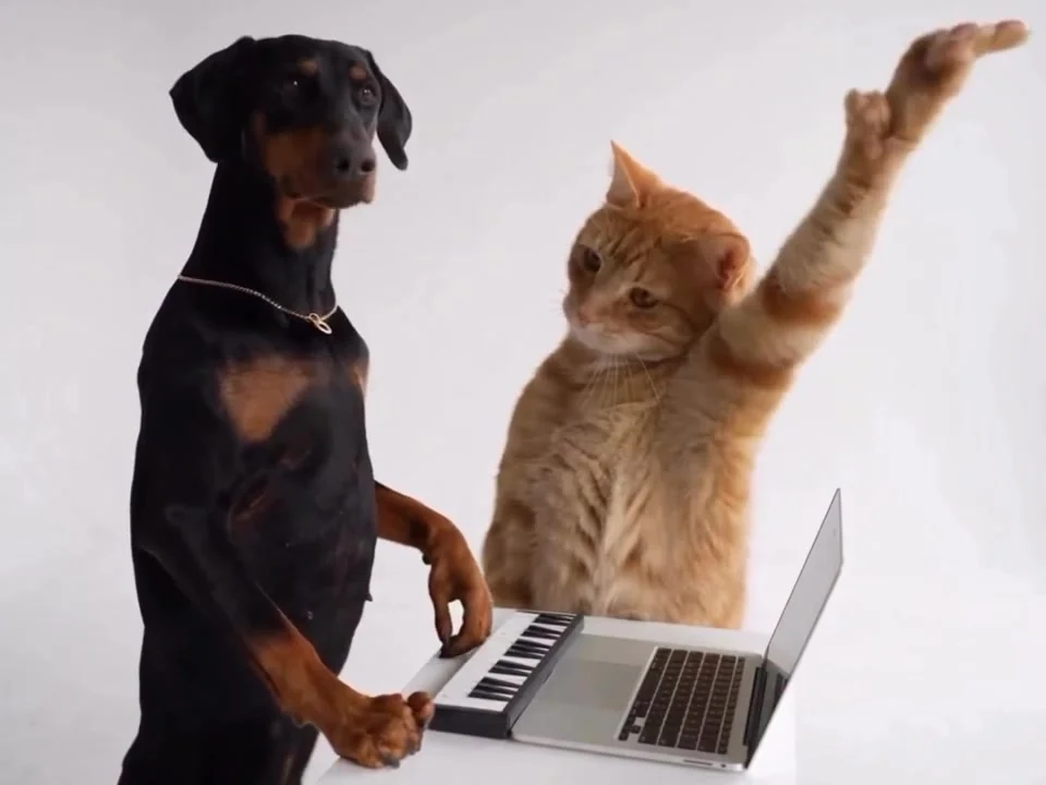 Dog at a small keyboard on the left and orange cat beside a laptop on the right against a white wall