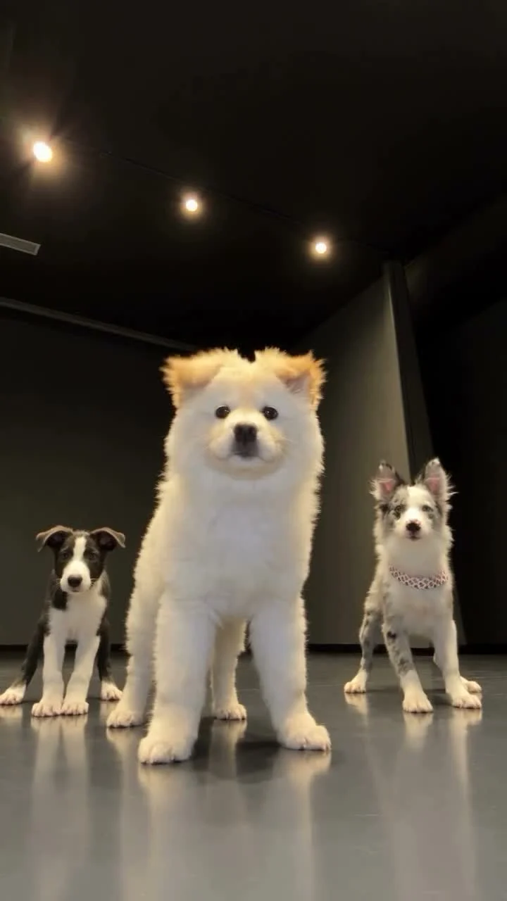 Fluffy white dog in front of two smaller dogs in a dark dance room