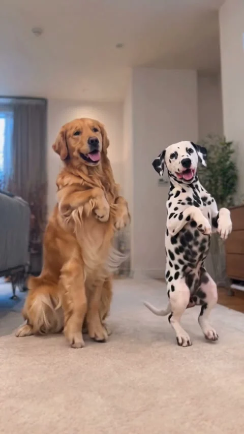 A golden retriever and a Dalmatian upright with front paws raised in a carpeted living room.
